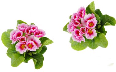 Spring flowers clipart