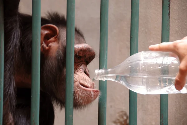 Monkey drinking water — Stock Photo, Image