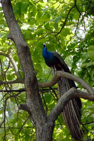 Peacock on tree — Stock Photo, Image