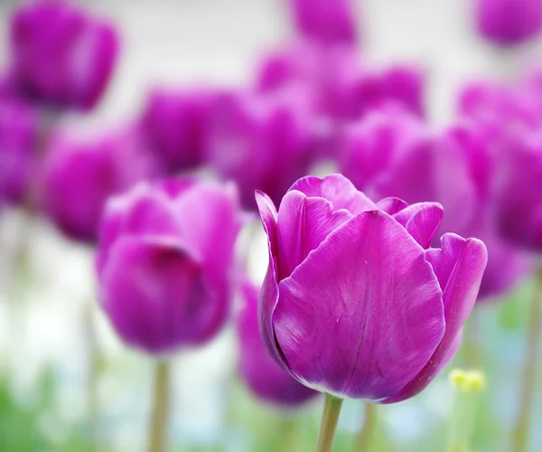 Fondo tulipanes púrpura — Foto de Stock