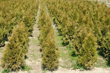 Thuja rows clipart