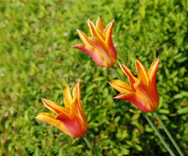 Tre orange tulipaner - Stock-foto