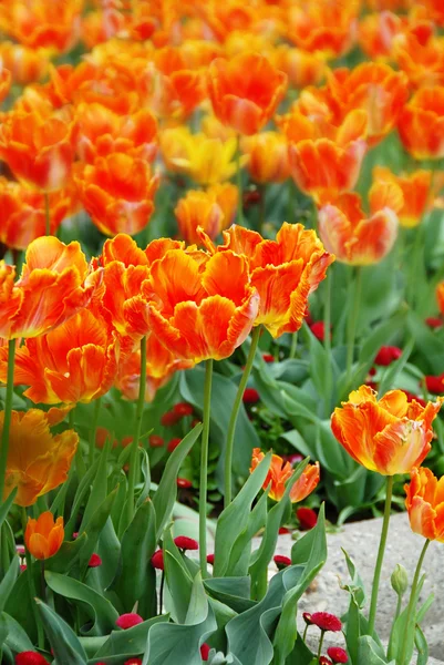 Orange tulips background — Stock Photo, Image
