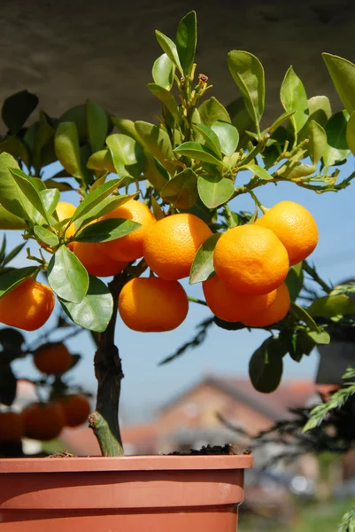 Aanplant mandarijnen — Stockfoto