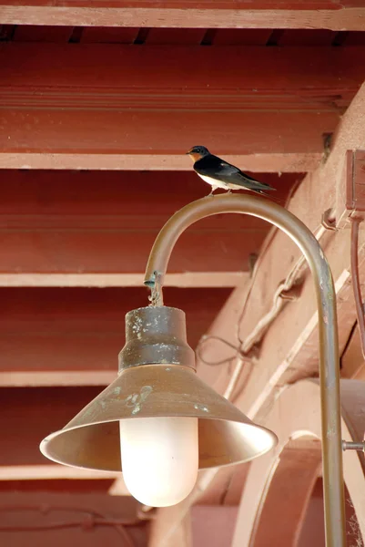 Swallow on torch — Stock Photo, Image