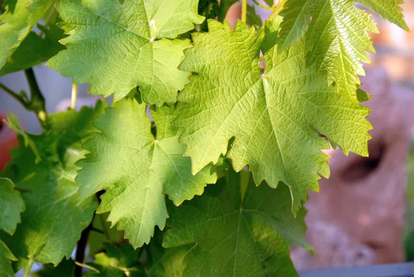 Liście winorośli zielony — Zdjęcie stockowe