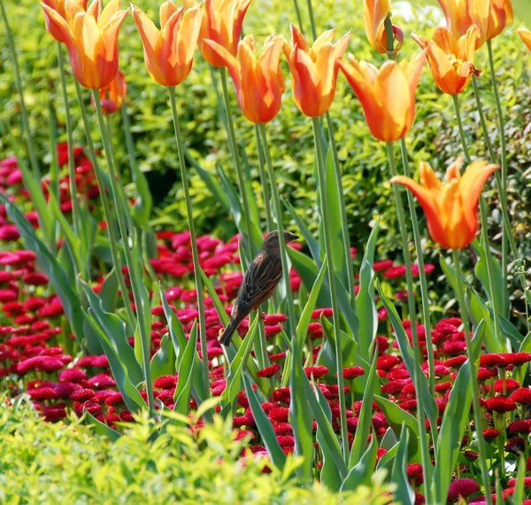 Sparrow among orange tulips — Stock Photo, Image