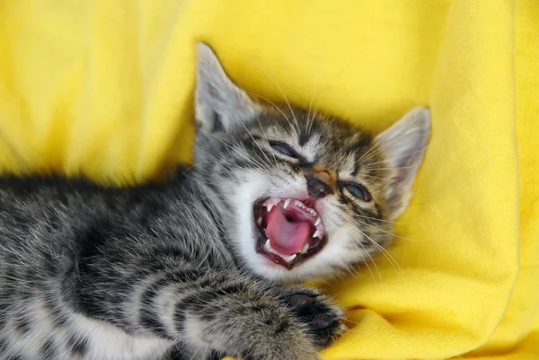 Baby cat portrait — Stock Photo, Image
