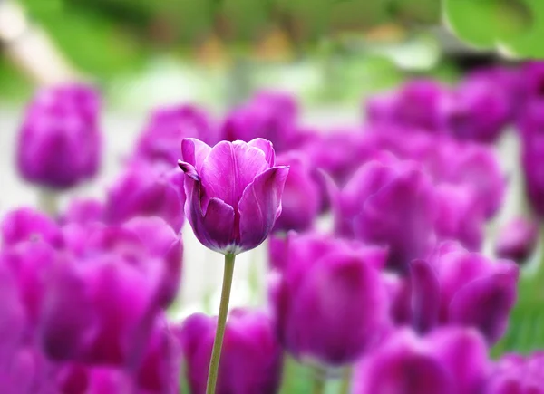 Paarse tulpen achtergrond — Stockfoto