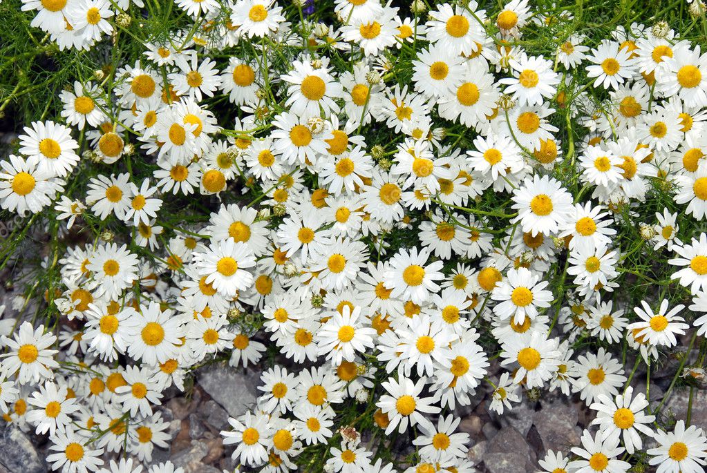 Summer daisy background