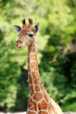 Giraffe clipart