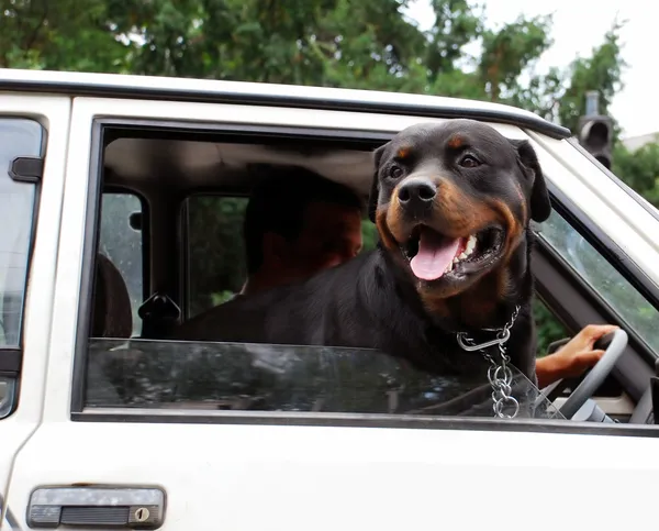 Dog looking through car window — Stock Photo, Image