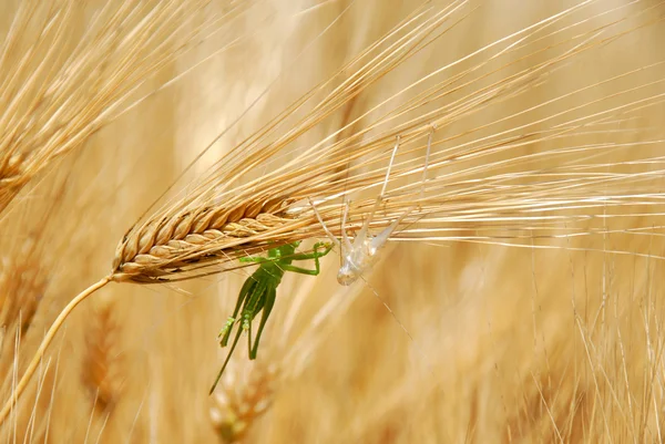 Gafanhotos em orelhas de trigo — Fotografia de Stock