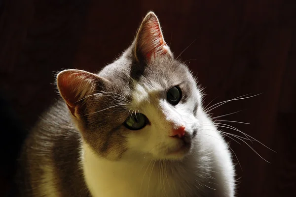 stock image Cat indoor in back light