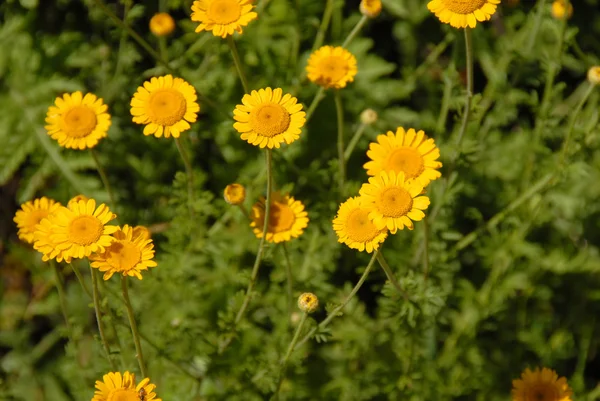 Prado flores amarelas — Fotografia de Stock
