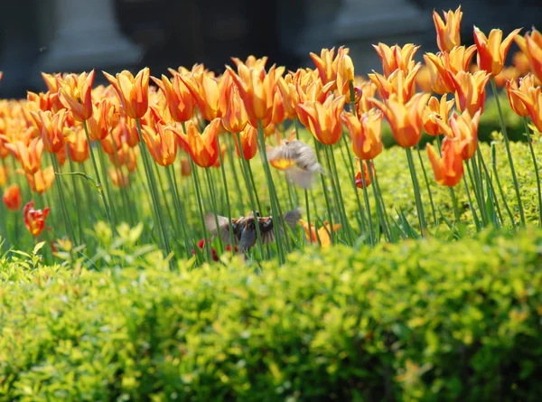 Gorriones entre tulipanes naranjas — Foto de Stock