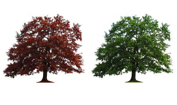 Due alberi in fila — Foto Stock