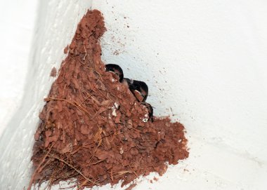 Swallow nest clipart