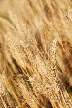 Wheat ears clipart