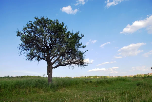 Yalnız ağaç — Stok fotoğraf