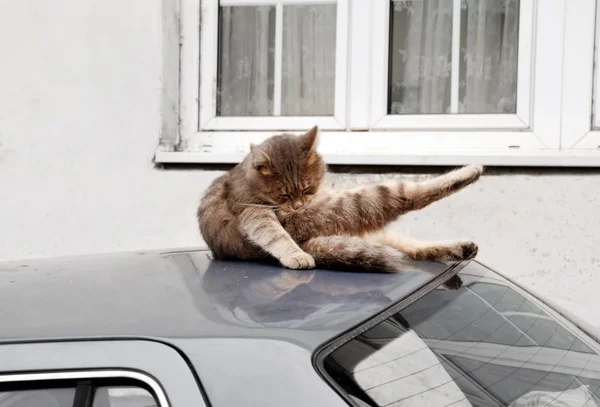 Araba çatıya kedi — Stok fotoğraf