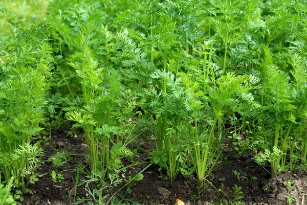 Zelené listy rostoucí mrkev — Stock fotografie