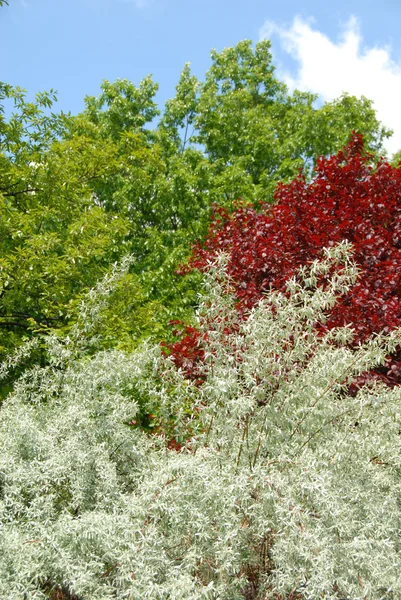 다채로운 나무 단풍 배경 — 스톡 사진