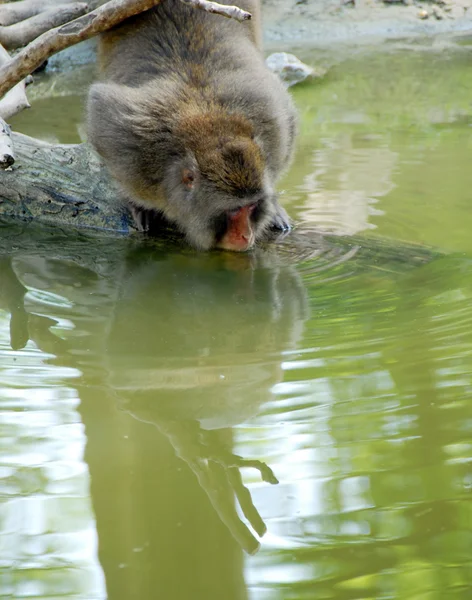 Monkey drinking water — Stock Photo, Image