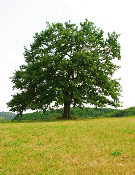 Sole oak — Stock Photo, Image