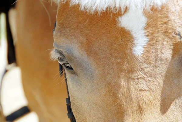 Koń oko zbliżenie — Zdjęcie stockowe