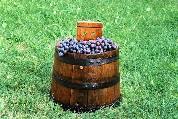 Grapes in wood barrel — Stock Photo, Image