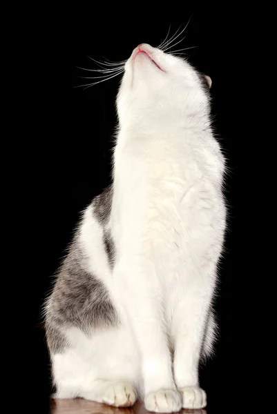 Gato mirando hacia arriba — Foto de Stock