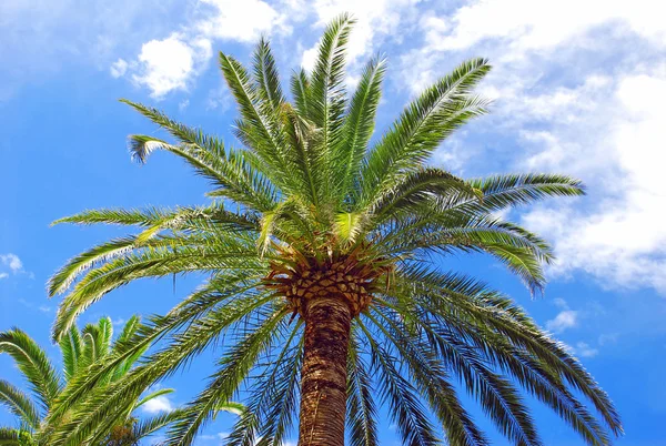 棕榈在蓝蓝的天空 — 图库照片