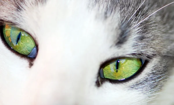 Gröna ögon — Stockfoto