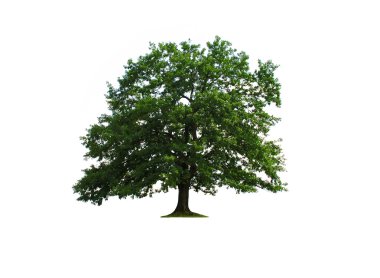 Oak tree isolated clipart