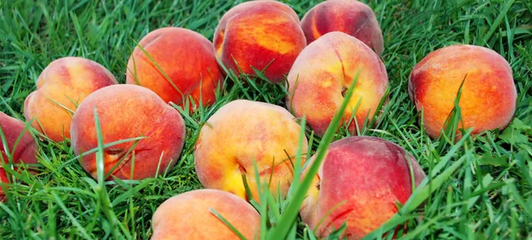 Персик над травой — стоковое фото