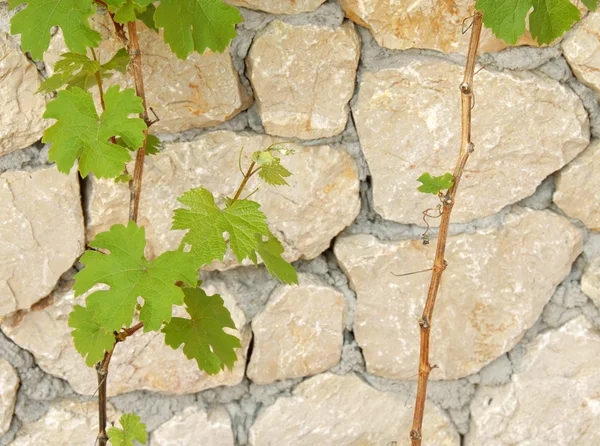 Green vine leaves — Stock Photo, Image