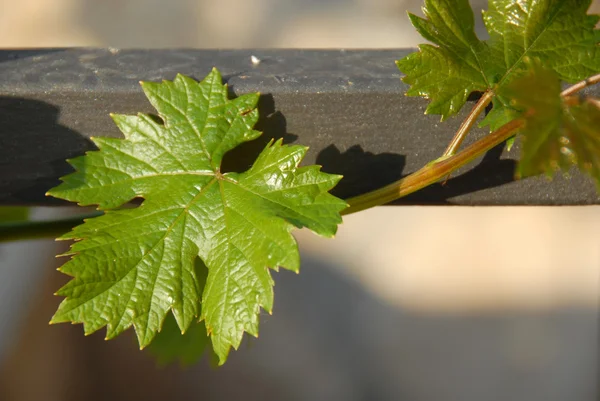 Liść winorośli — Zdjęcie stockowe