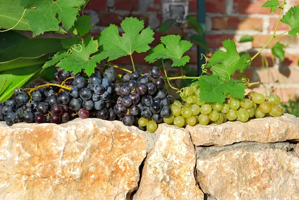Grapes over stone fence — Stock Photo, Image
