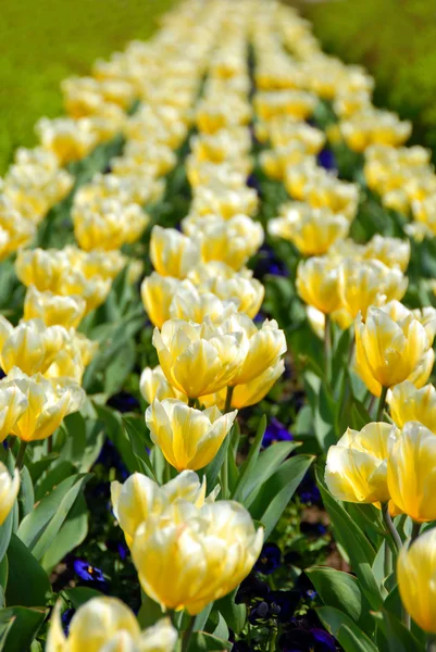 Tulipanes amarillos fila — Foto de Stock