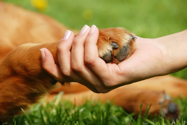 Собачья лапа и рука дрожат — стоковое фото