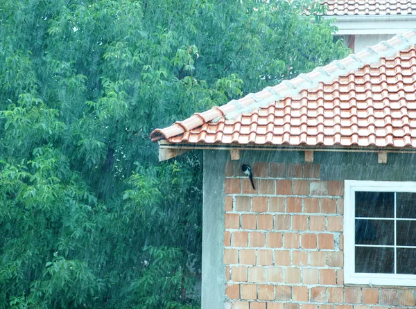Rainy day and hiding bird — Stock Photo, Image