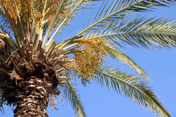 Palm корони — стокове фото