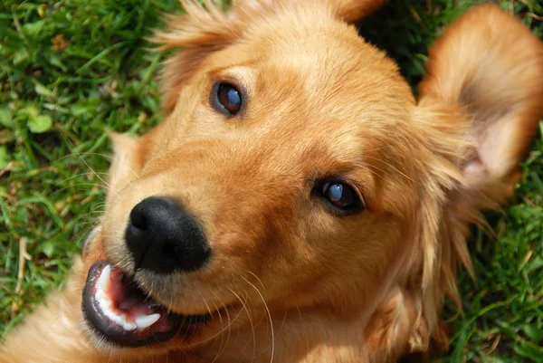Złoty pies myśliwski uśmiechający się Obrazy Stockowe bez tantiem