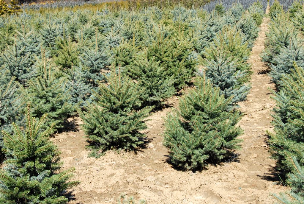 Fir garden center — Stock Photo © simply #2965926