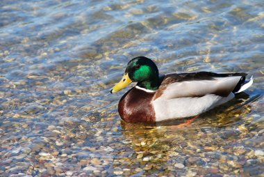 Usual Duck on water clipart