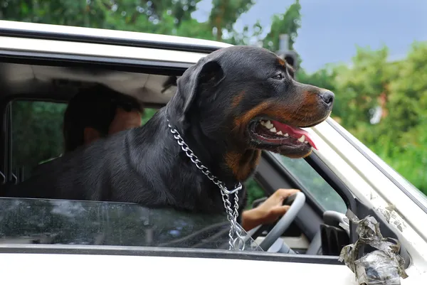 Hond op zoek via auto-venster — Stockfoto