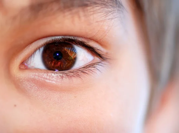 Colture oculari marroni — Foto Stock