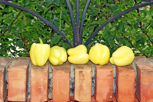 Жовта паприка на цегляному паркані — стокове фото
