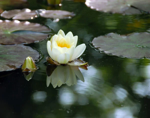 Stock image White water lily